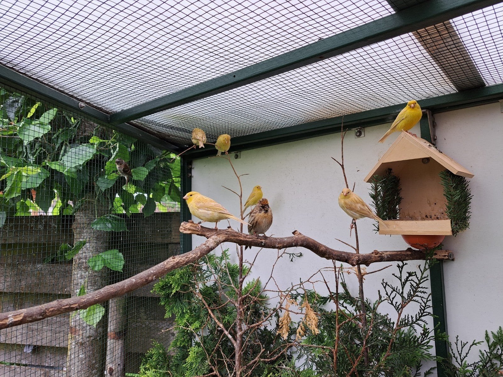 5 jonge kanaries van 2026, Dieren en Toebehoren, Vogels | Kanaries, Meerdere dieren, Kleurkanarie