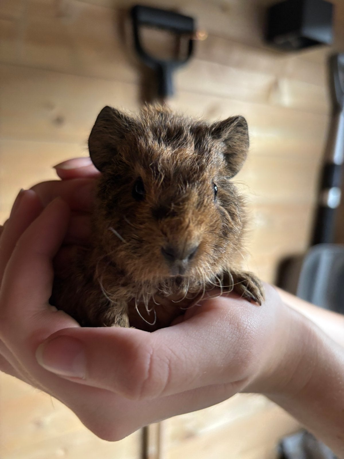 Lief rex baby beertje, Dieren en Toebehoren, Augustus, Mannelijk, Cavia