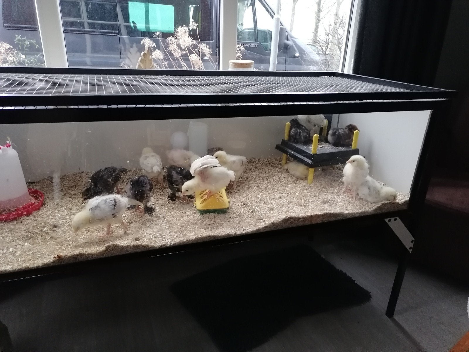Opfokbak Kuikenbak op maat – staal & plexiglas –, Ophalen of Verzenden