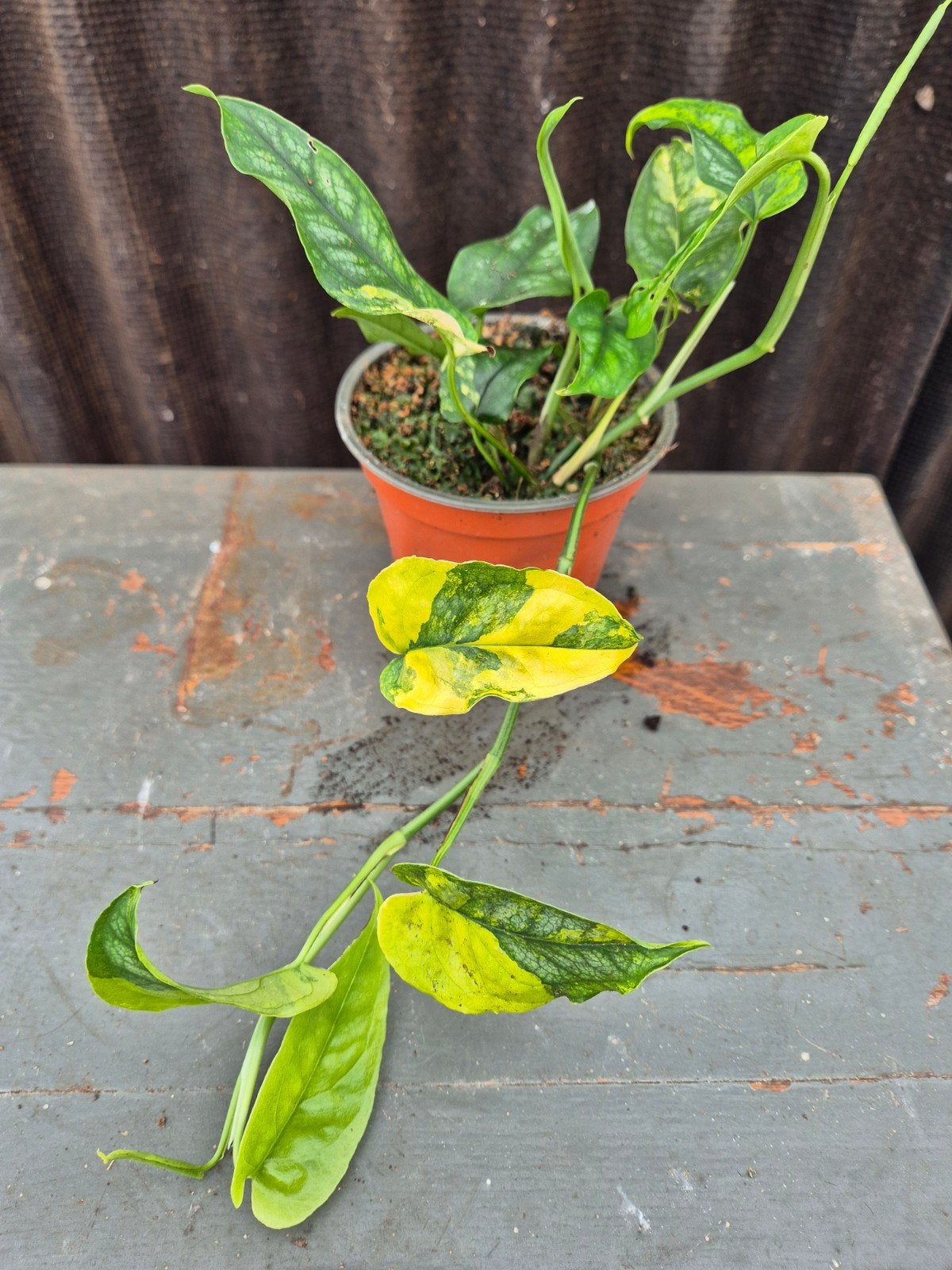 Monstera Siltepecana Aurea Variegata p12 (6)