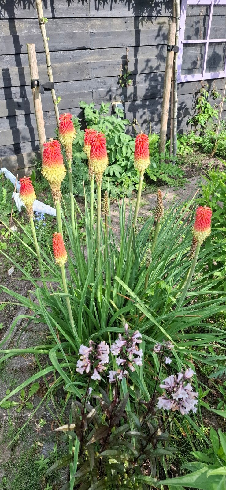 Vuurpijl red hot poker, Ophalen of Verzenden, Gehele jaar, Volle zon, Zaad