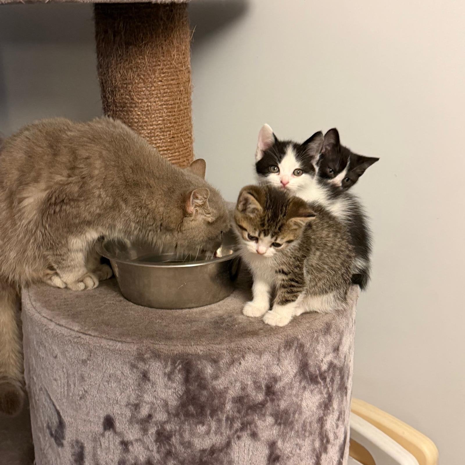 Half brits korthaar kitten, Meerdere dieren, Kortharig, 0 tot 2 jaar
