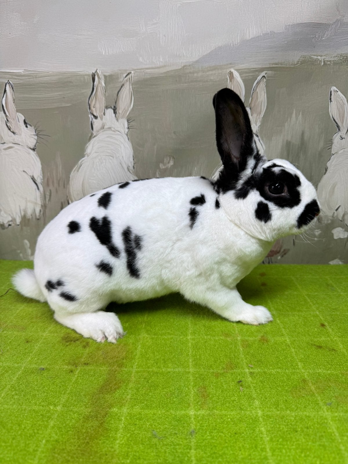 Klein rex dalmatier ram, Dieren en Toebehoren, Konijnen, Mannelijk, Klein, 0 tot 2 jaar