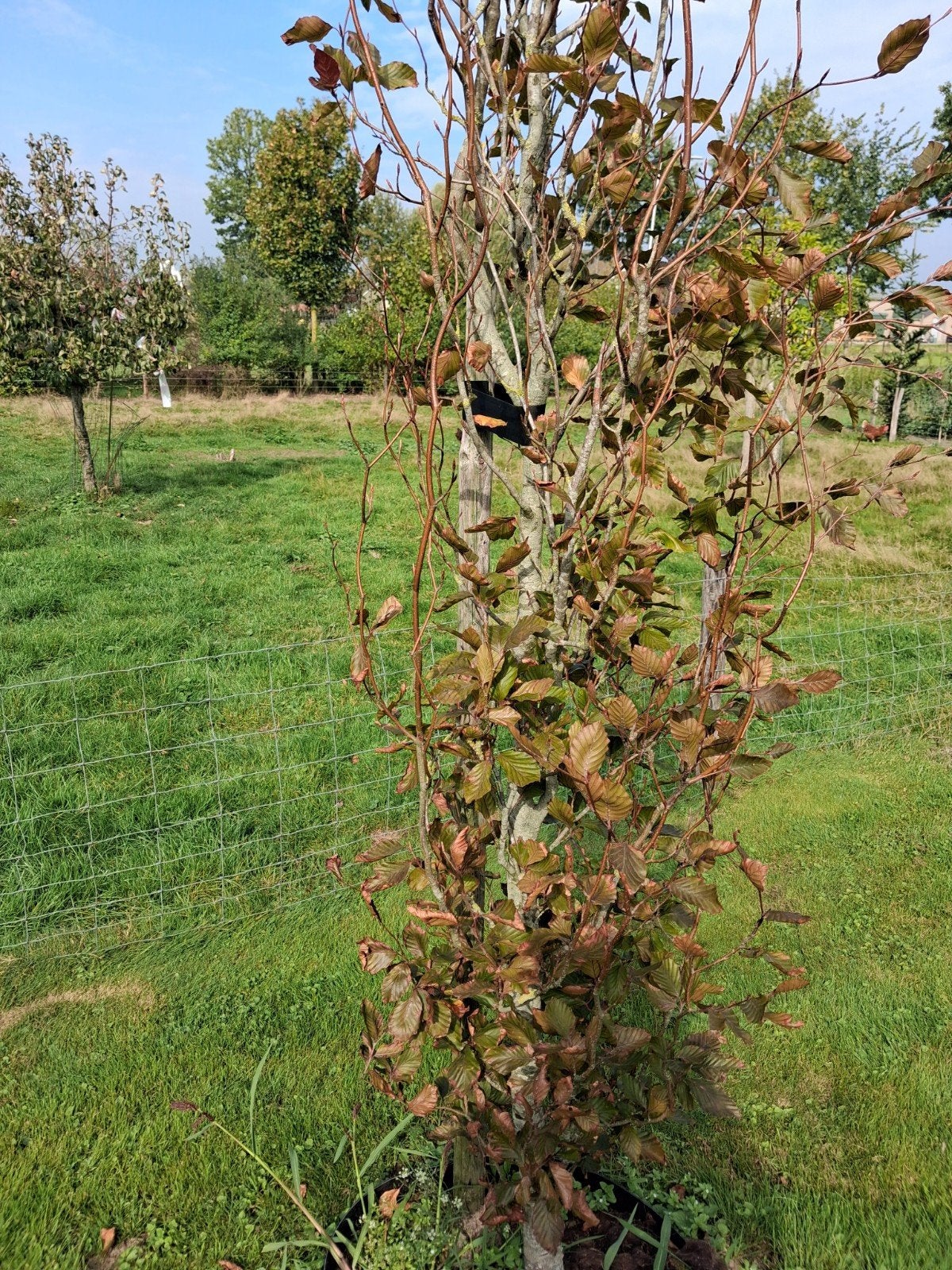 bomen en planten, Ophalen, Volle zon, Overige soorten