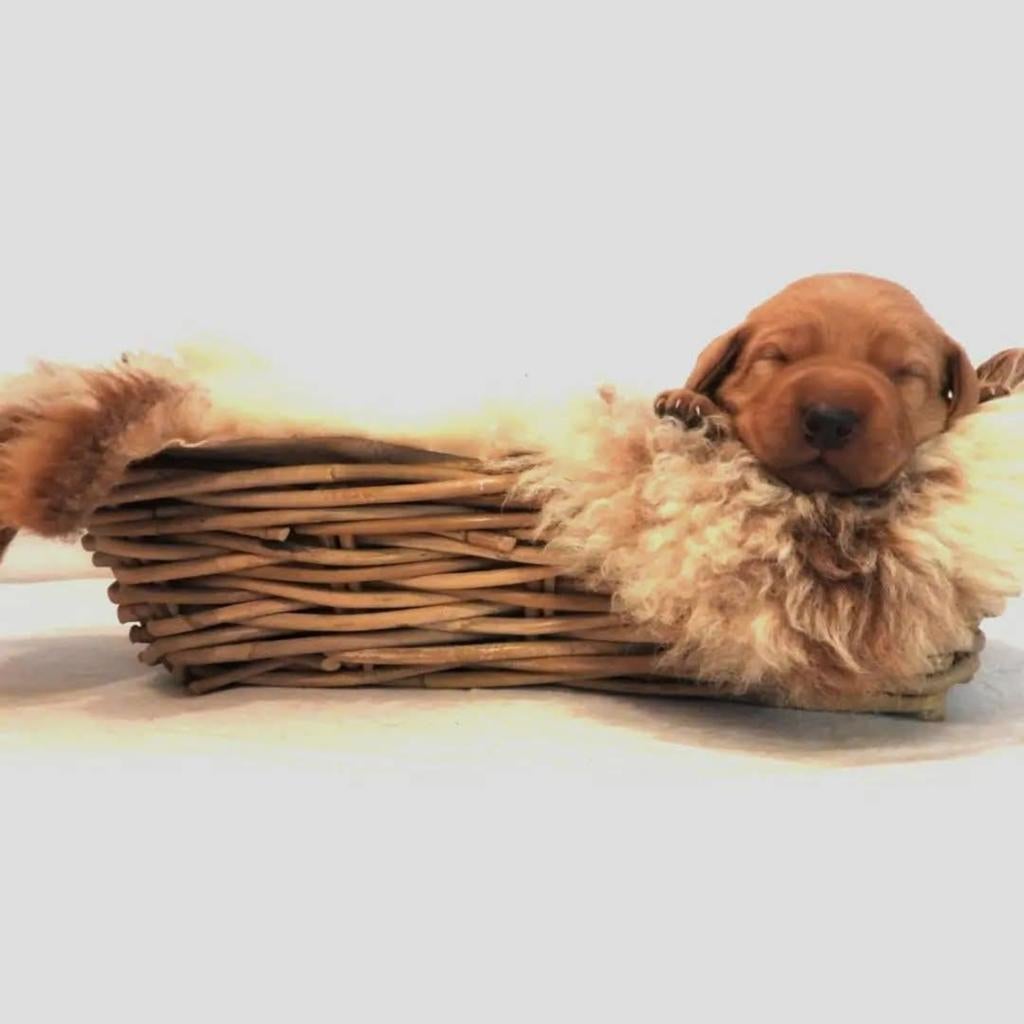 Labrador redfox pups Stamboom, Dieren en Toebehoren, Honden | Retrievers, Spaniëls en Waterhonden, 8 tot 15 weken, Labrador retriever