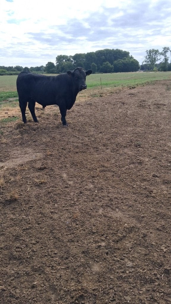 Angus stier, Dieren en Toebehoren, Runderen, Mannelijk, 0 tot 2 jaar