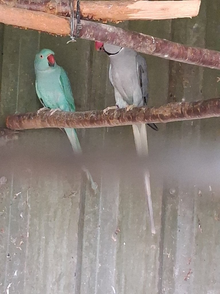 koppel halsband parkieten, Dieren en Toebehoren, Meerdere dieren, Parkiet