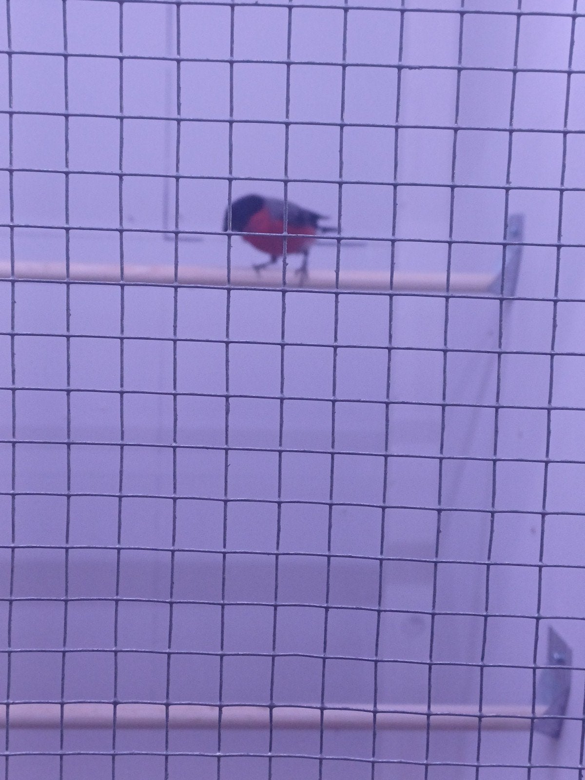 Mooie goudvink van 2025 te koop., Mannelijk, Wildzangvogel