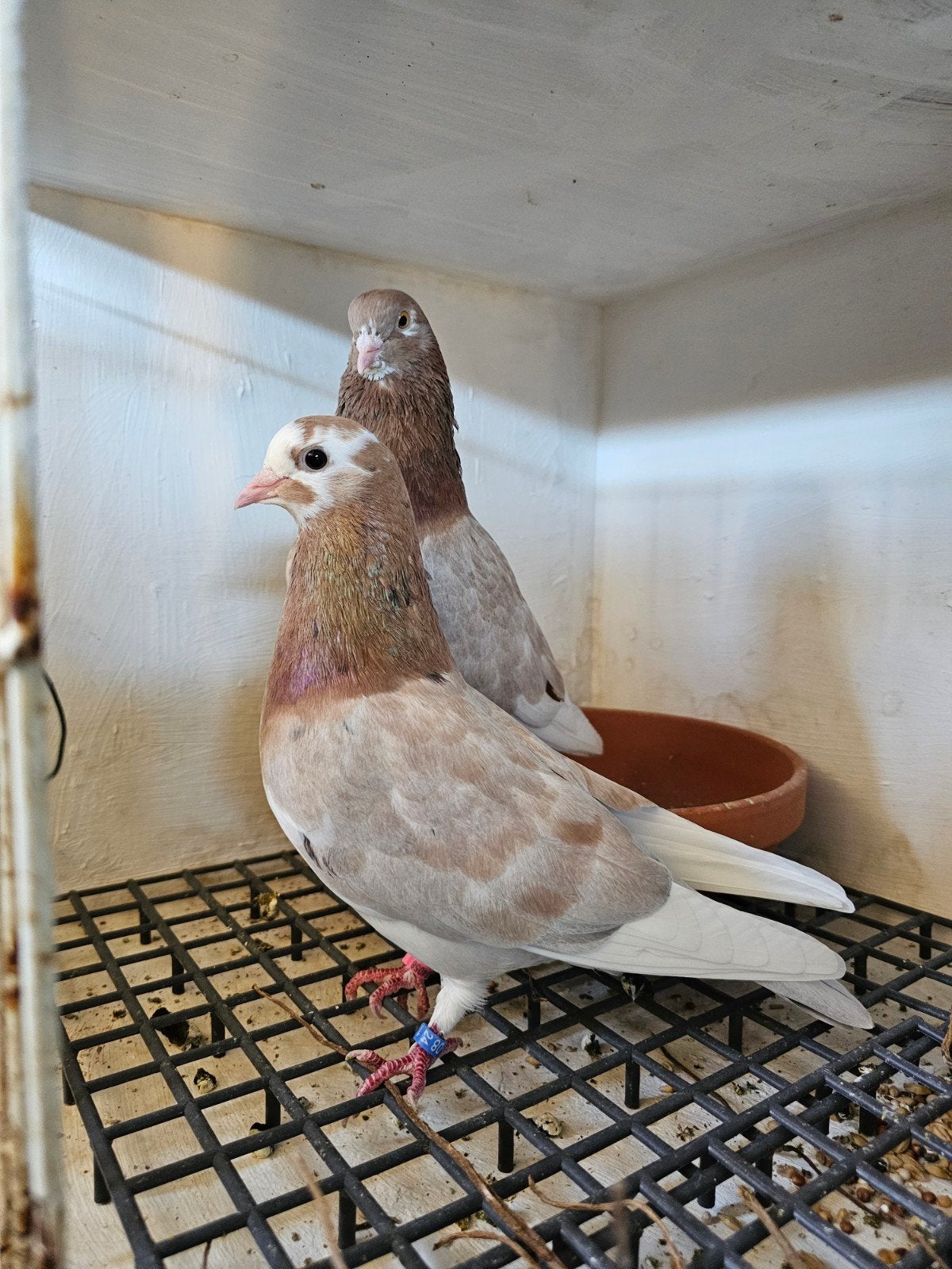 koppel birminghamrollers, Meerdere dieren, Tuimelaar of Roller