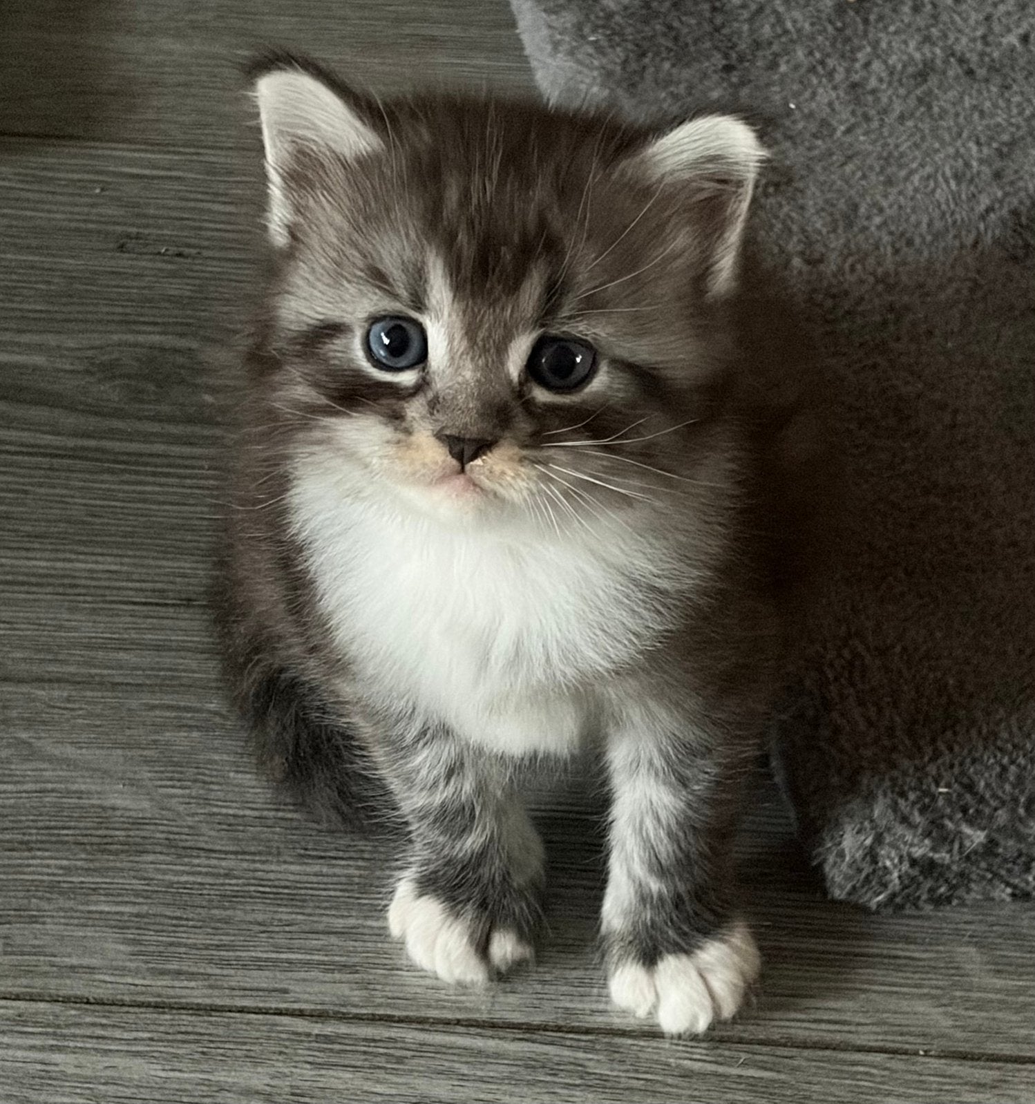 Maine coon katertjes, Dieren en Toebehoren, Katten en Kittens | Raskatten | Langhaar, Kater, Ontwormd