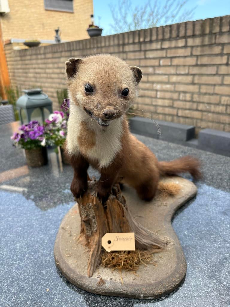 Taxidermie Opgezette Steenmarter, Ophalen of Verzenden, Zo goed als nieuw, Wild dier, Opgezet dier