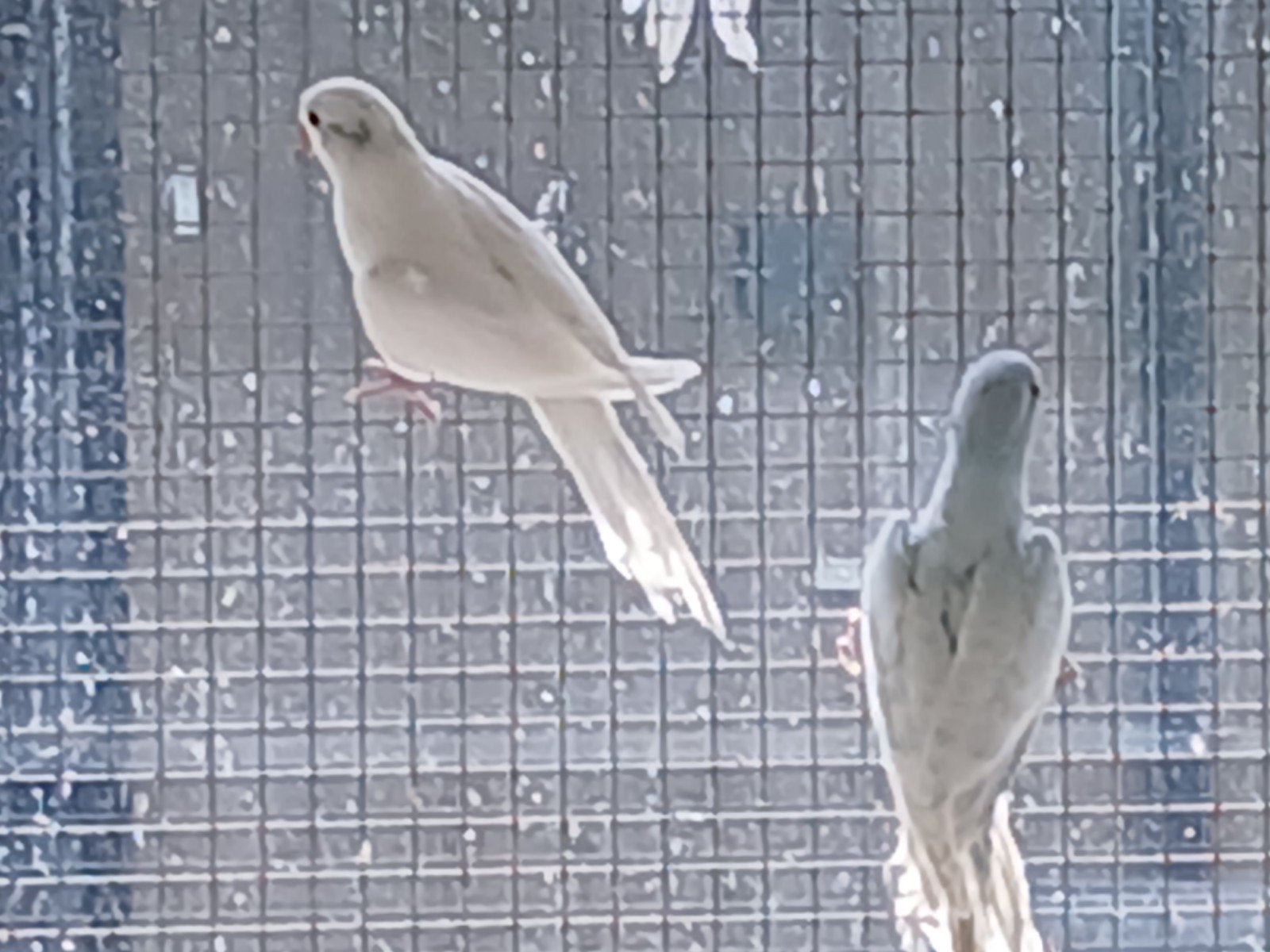 Halsband parkieten, Meerdere dieren, Parkiet, Geringd