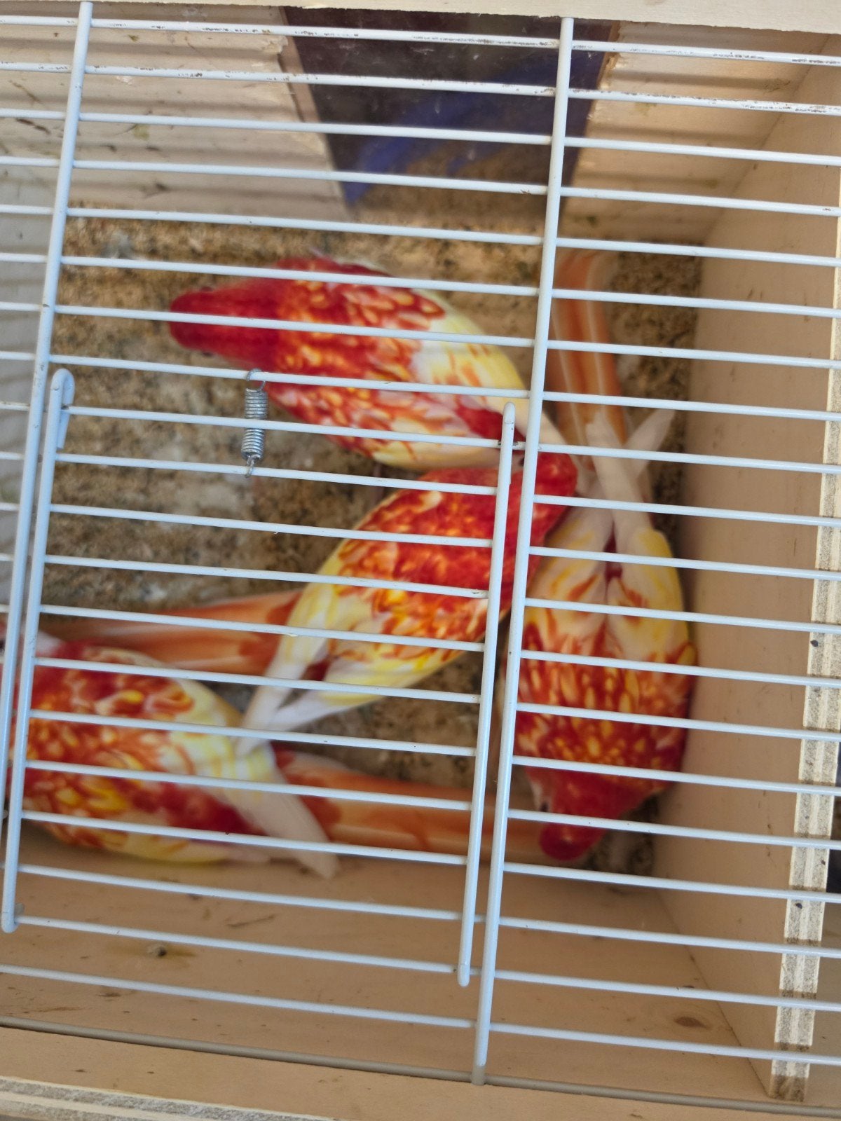 te koop pennanten en rosella's, Meerdere dieren, Parkiet, Geringd