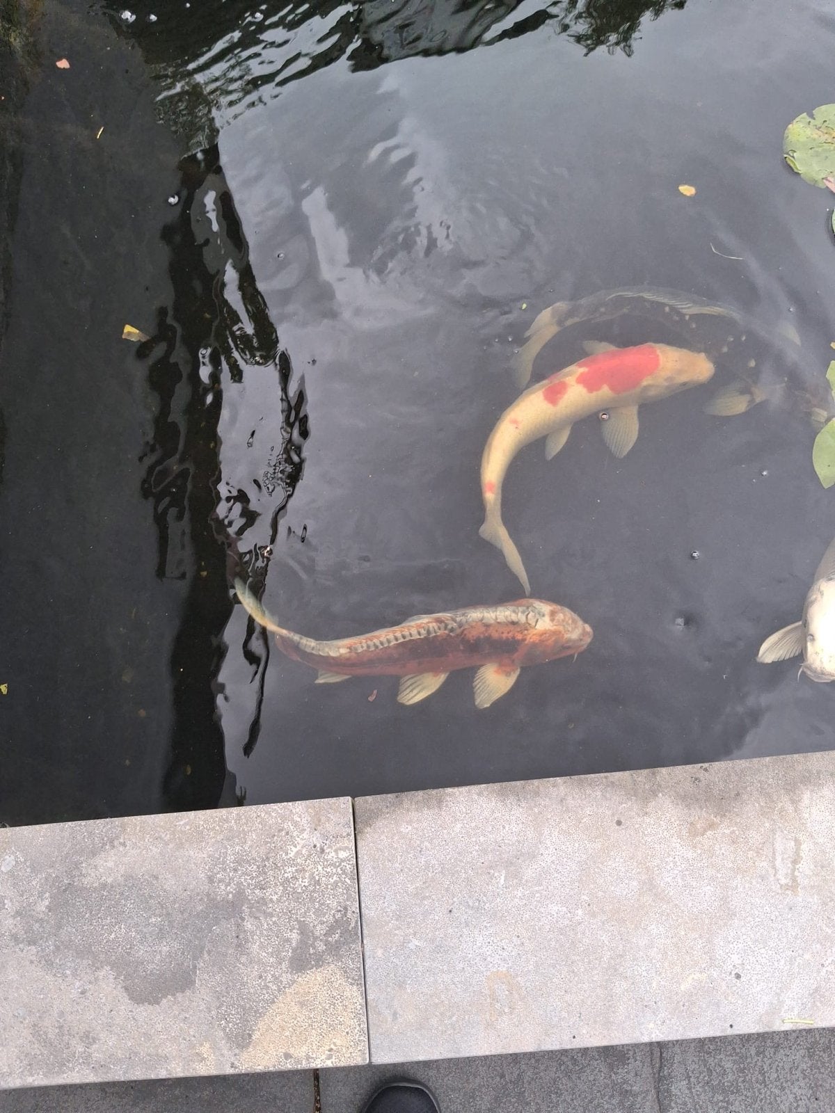 4 mooie gezonde kooikarpers, Dieren en Toebehoren, Overige typen, Zoutwatervis, Schoolvis