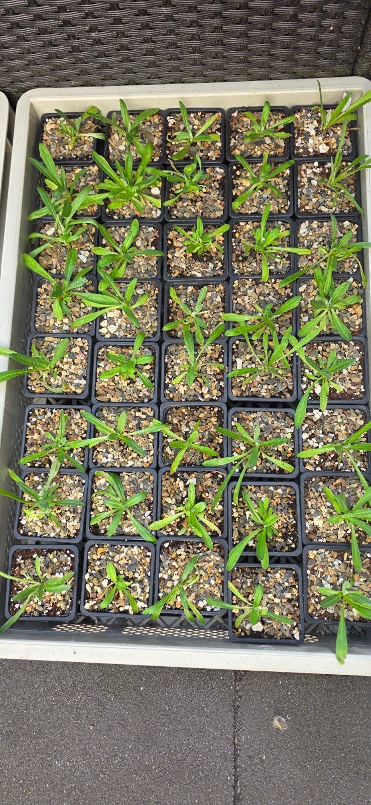 Rotsplanten: Alpen Edelweiss en Globiferum, Tuin en Terras, Planten | Tuinplanten, Bodembedekkers, Volle zon, Vaste plant, Ophalen of Verzenden