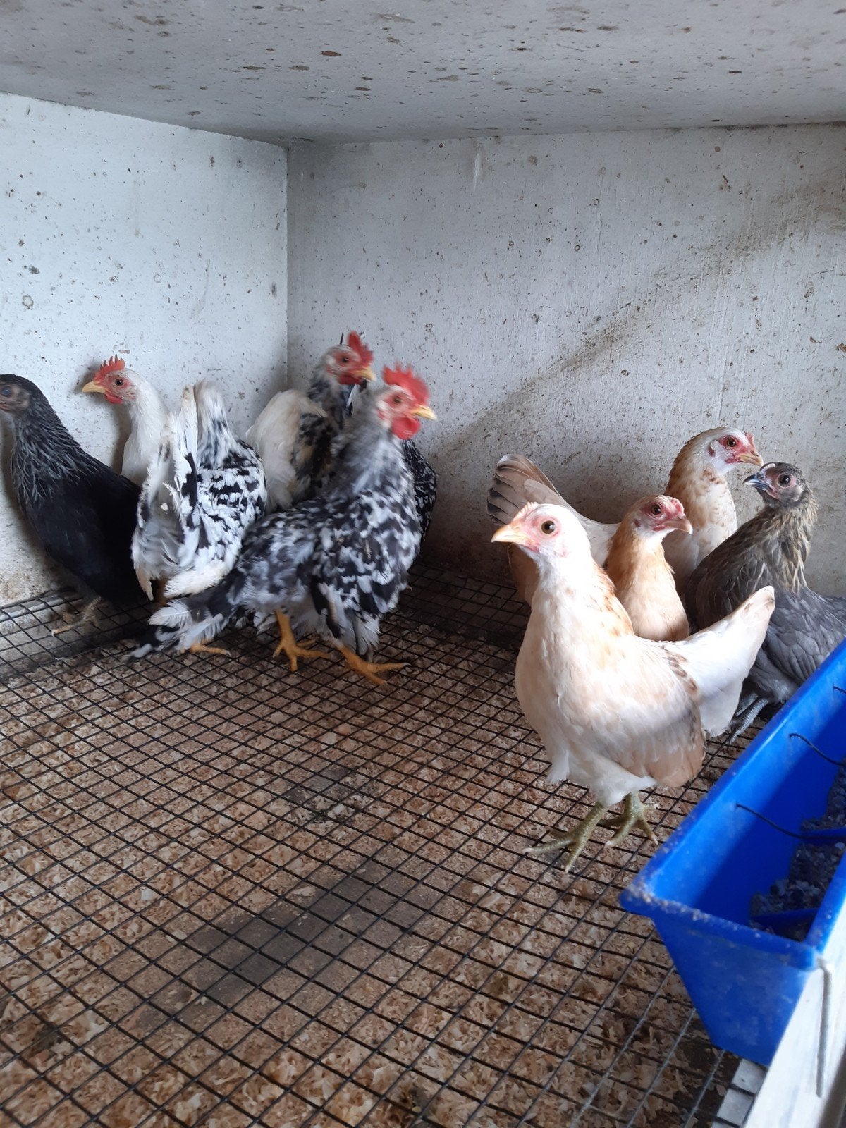 chabo kriel kippen, Vrouwelijk, Kip