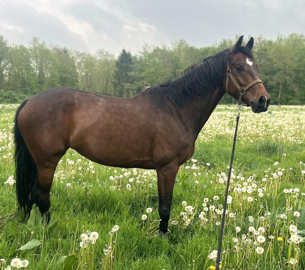 Lieve merrie te koop - KWPN - 7 jaar, Dieren en Toebehoren, Merrie, Met stamboom, B, Dressuurpaard