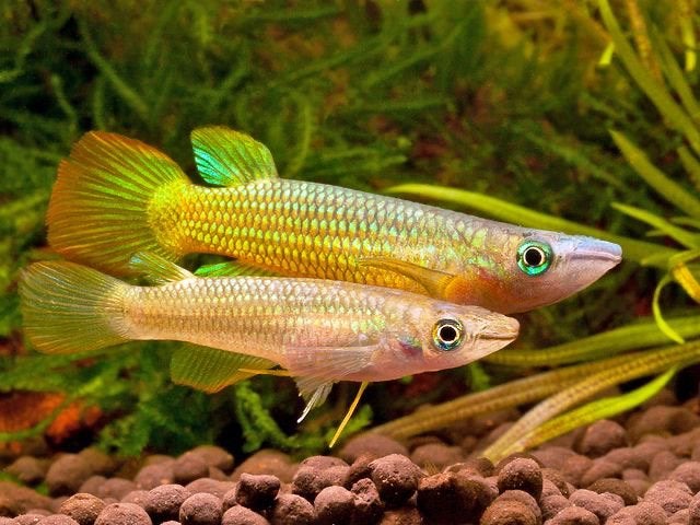 Golden wonder killivis, Aplocheilus lineatus, Dieren en Toebehoren, Vis