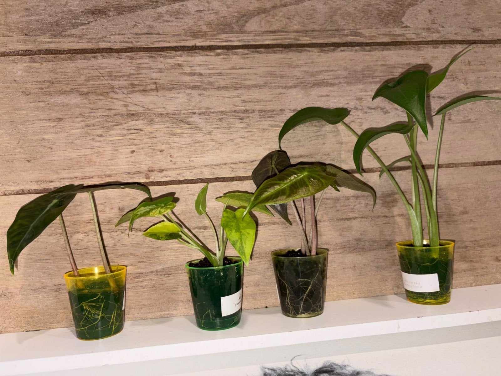 Setje Alocasia: Polly, Gageana Aurea, Pink Dragon, Cuculata, Binnen, Overige typen, Ophalen of Verzenden, Zo goed als nieuw