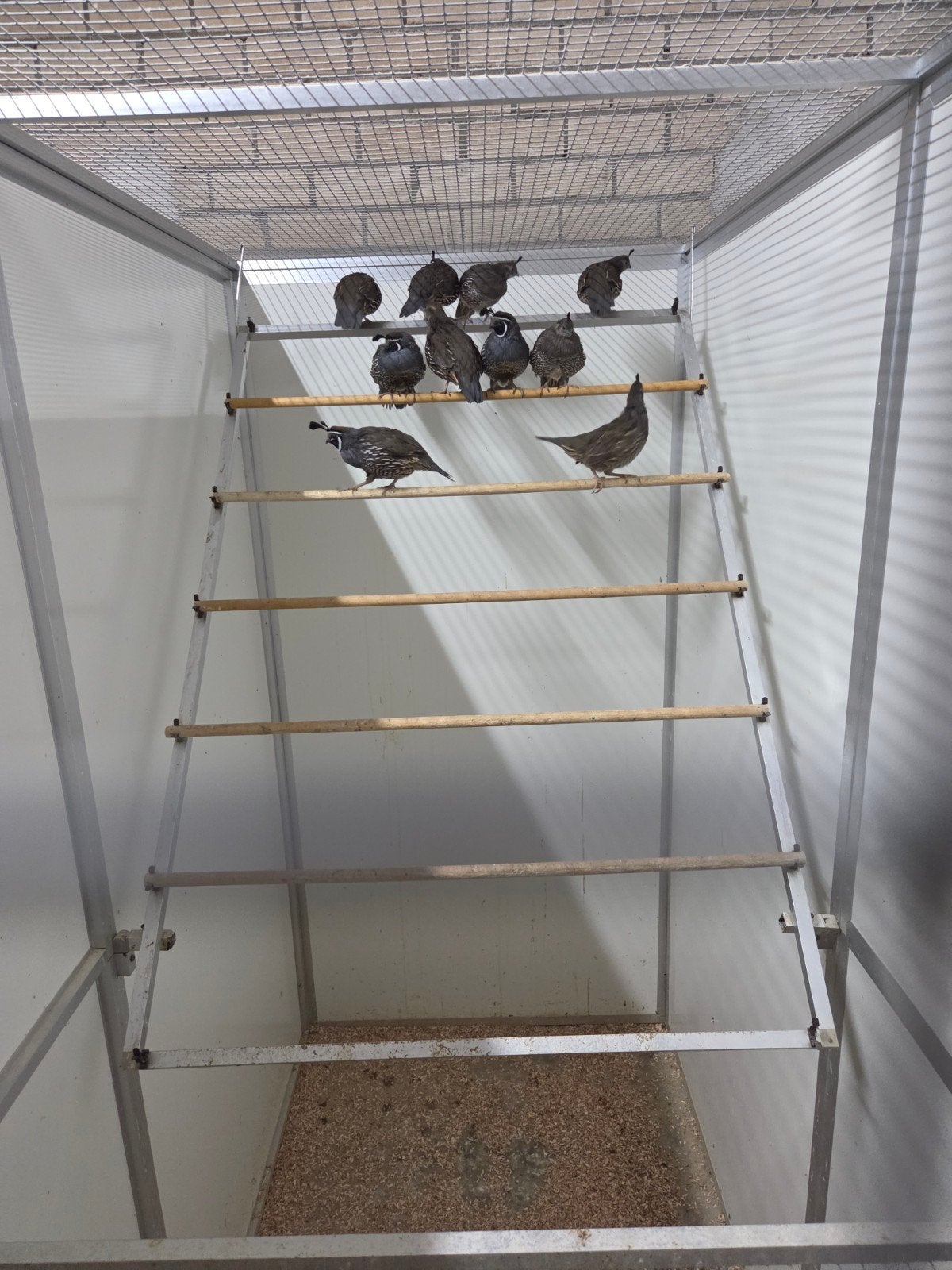 carlifornische kuif kwartels, Meerdere dieren