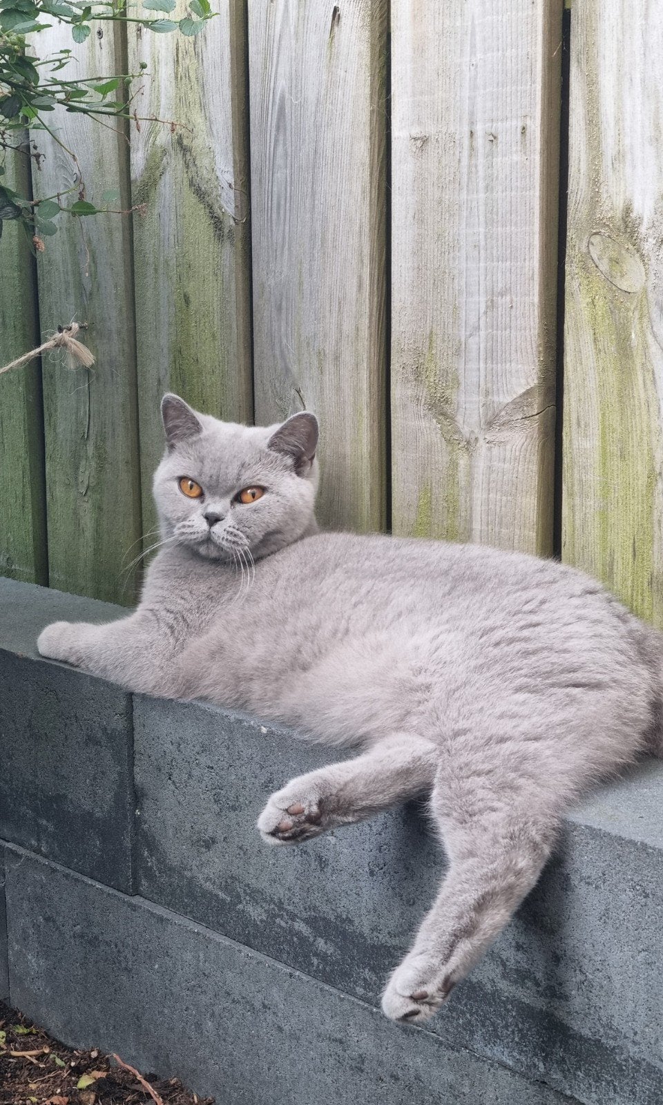 Prachtige Britse Korthaar poes met stamboom., Dieren en Toebehoren, Poes, Met stamboom, 0 tot 2 jaar