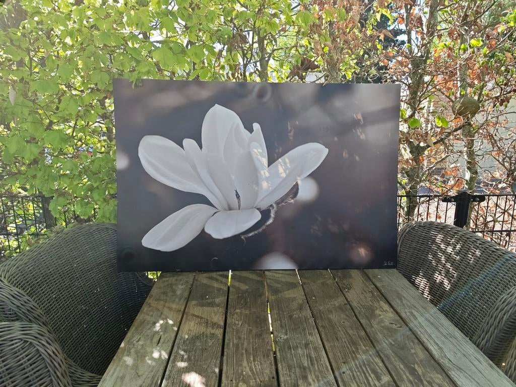 Prachtige canvas print van een magnolia bloem, Antiek en Kunst, Ophalen of Verzenden
