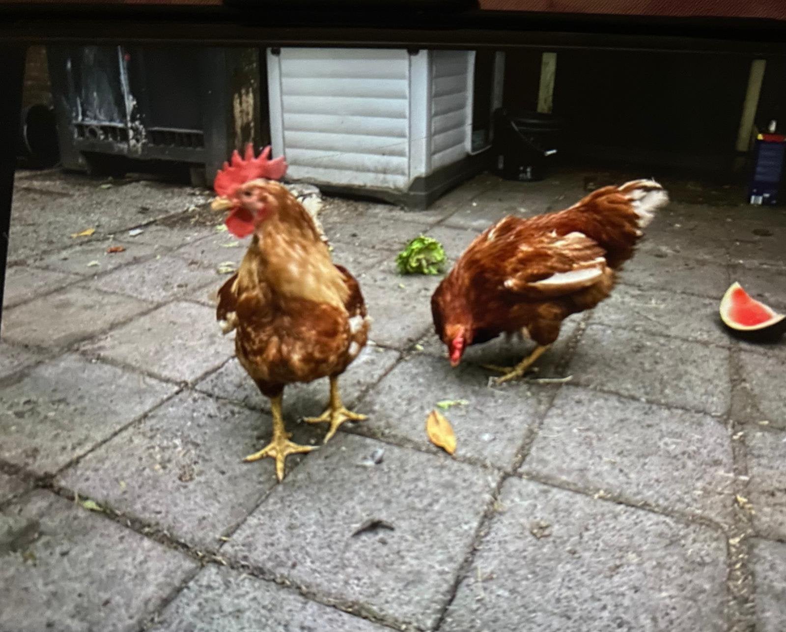 Te koop: Hubbard JA-87 haantjes, Dieren en Toebehoren, Pluimvee, Vrouwelijk, Kip