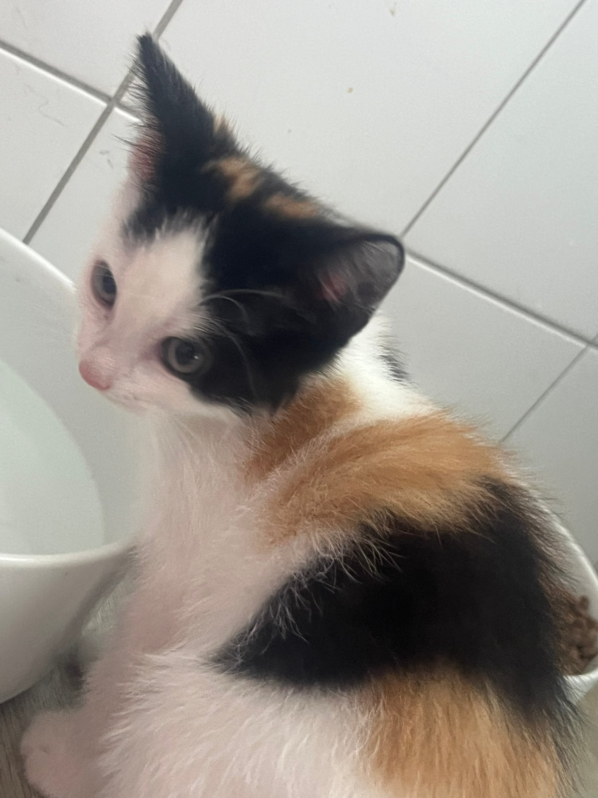 Nog 1 kitten gevacinneerde (poes) beschikbaar., Dieren en Toebehoren, Meerdere dieren, 0 tot 2 jaar