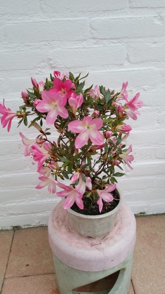 Satsuki Azalea Momoka Bonsai, Halfschaduw, Overige soorten, Lente, Minder dan 100 cm