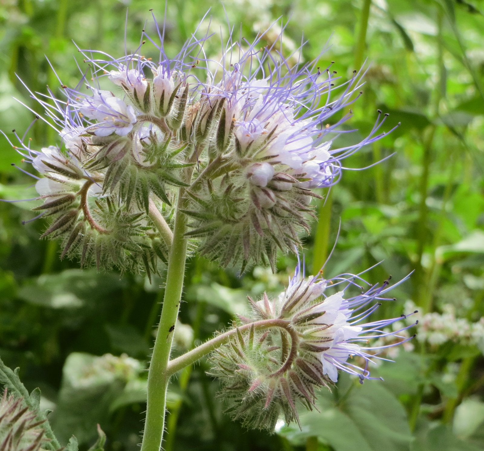 Bijenbrood (Phacelia) - Zaden uit eigen gifvrije tuin, Ophalen of Verzenden, Voorjaar, Volle zon, Zaad