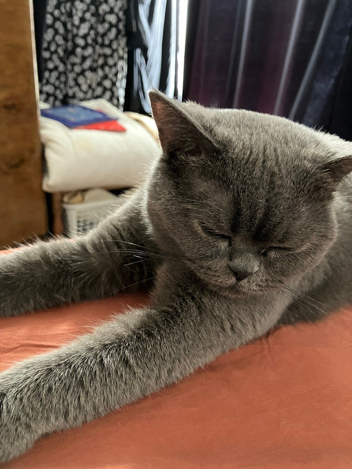 Lieve, sociale Britse Korthaar poes (bijna 2 jaar), Poes, Gechipt, 0 tot 2 jaar