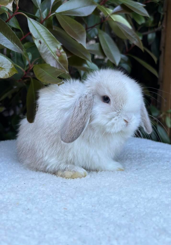 Jonge minilops te koop!, Dieren en Toebehoren, Meerdere dieren, Groot