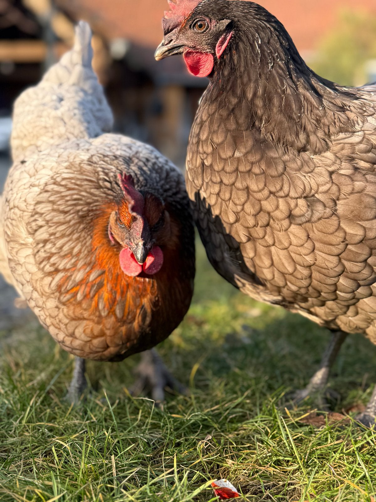 Mooie Blue des Landes kippen te koop, Dieren en Toebehoren, Vrouwelijk, Kip