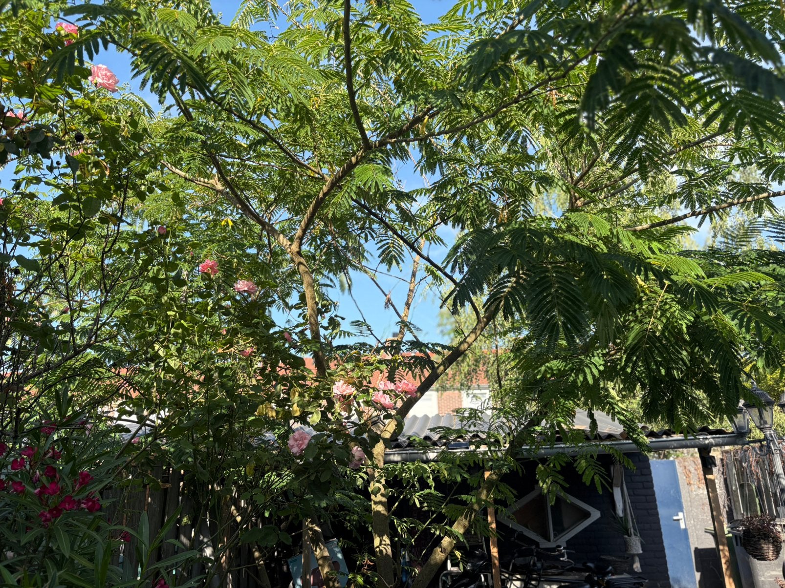 Persische slaapboom, Tuin en Terras, Planten | Bomen, Ophalen, Halfschaduw, Overige soorten
