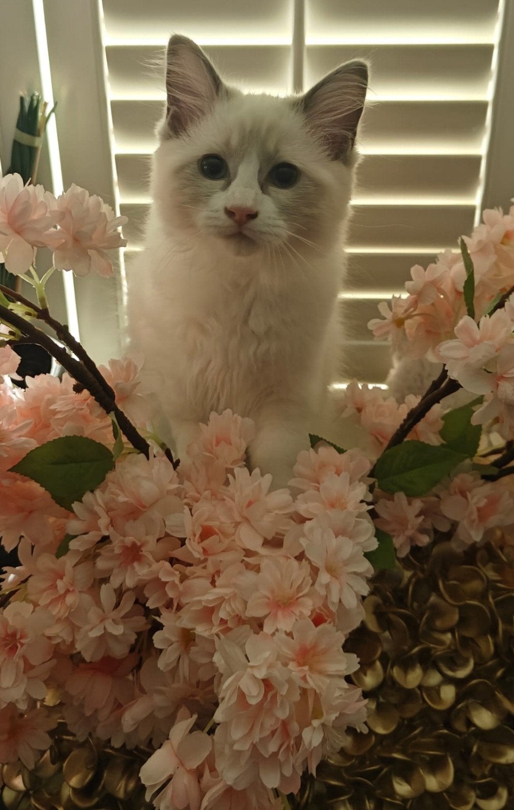 Ragdoll kitten direct beschikbaar!, Dieren en Toebehoren, Katten en Kittens | Overige Katten, Meerdere dieren