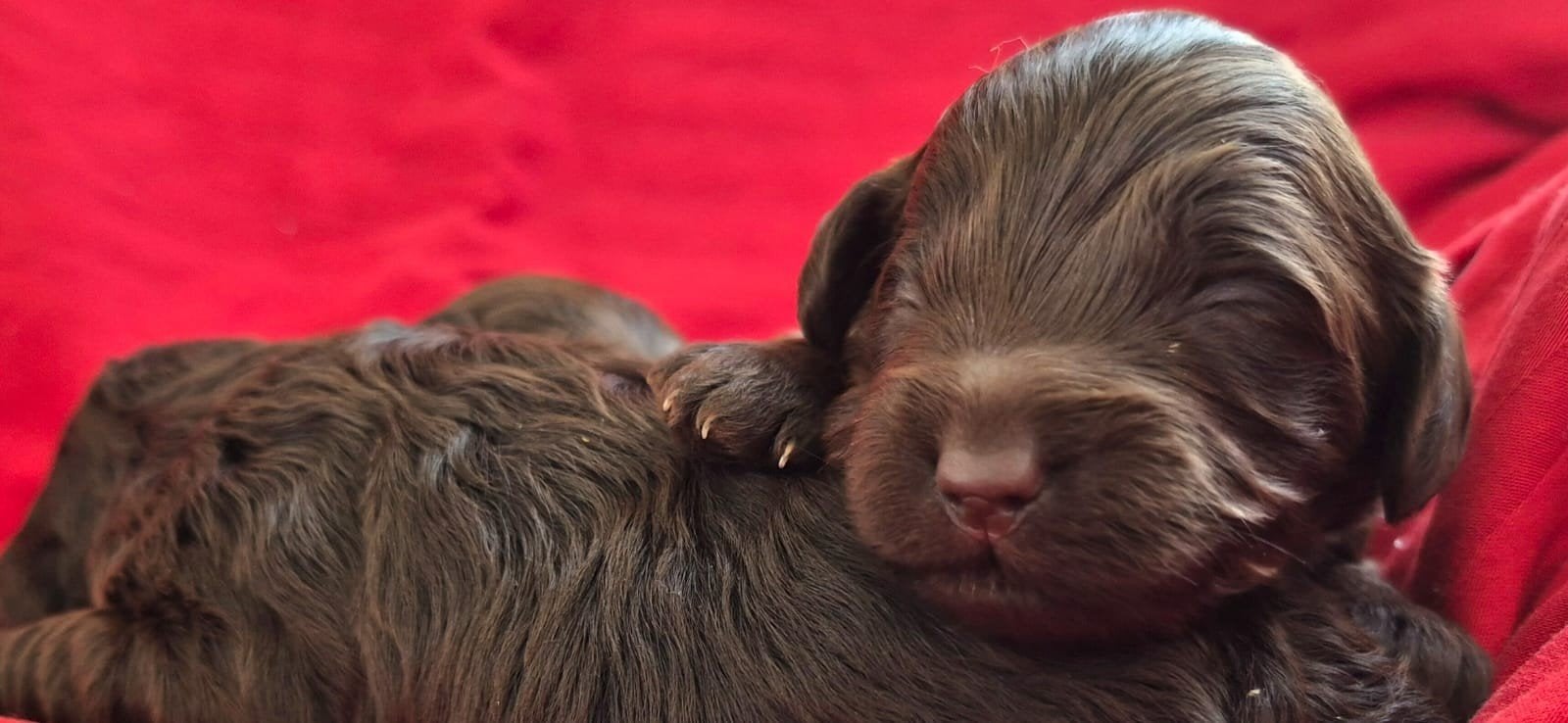 MINI Zeer kleine labradoodles. Aust. Ong 33 cm, 8 tot 15 weken, Parvo, Meerdere dieren, Eén hond