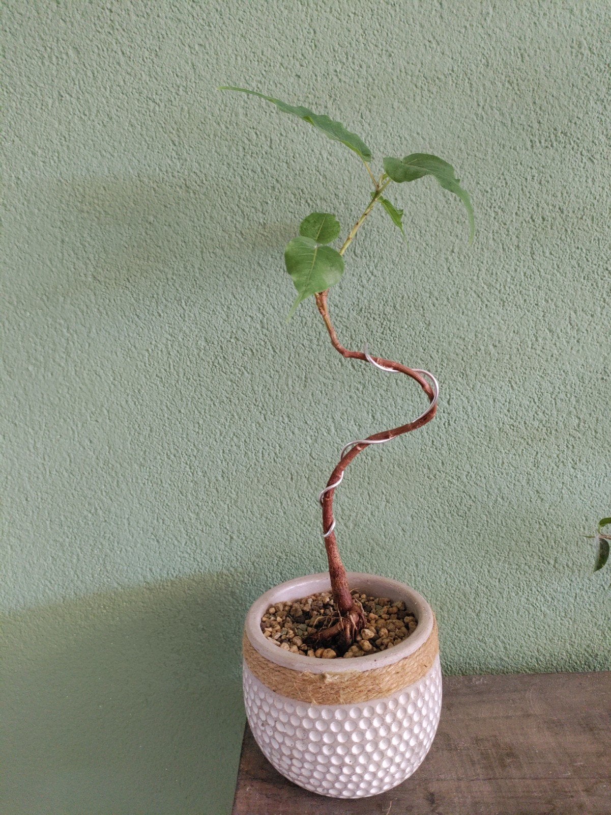 Bodhiboom bonsai, Ophalen, Halfschaduw, Minder dan 100 cm