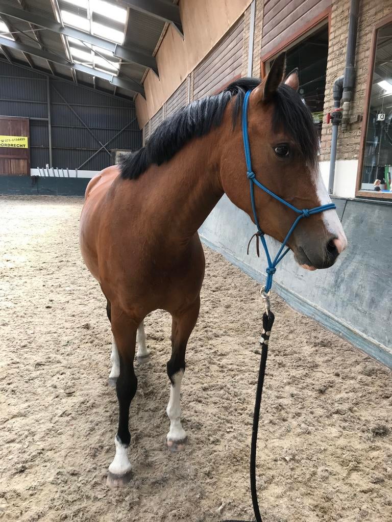 Lieve 6-jarige d-pony merrie, Dieren en Toebehoren, Merrie, D pony (1.37m tot 1.48m), Met stamboom, 3 tot 6 jaar