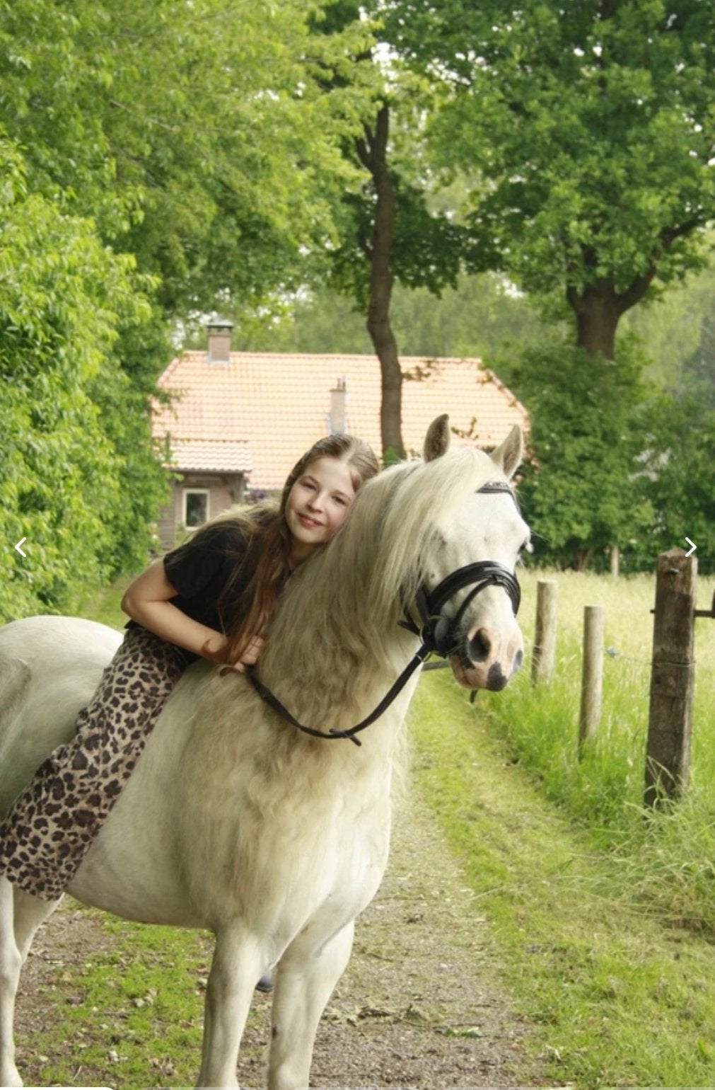 Lieve Welsh pony, Dieren en Toebehoren, Pony's, Ruin, B pony (1.17m tot 1.27m), 11 jaar of ouder