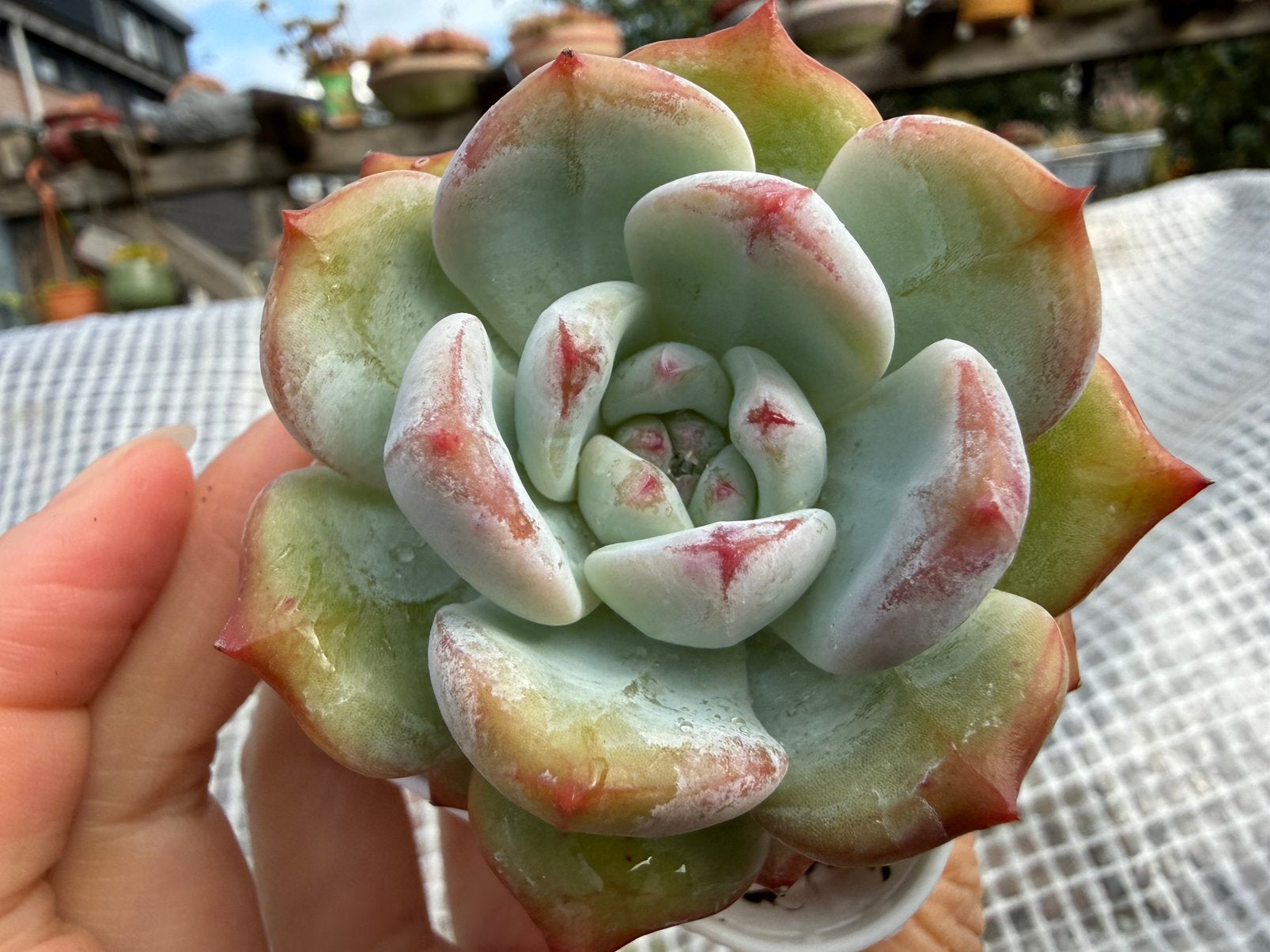 Echeveria ‘Bloody Romance’/pot 6.5cm/vetplant/succulent, Ophalen of Verzenden, Halfschaduw, Minder dan 100 cm