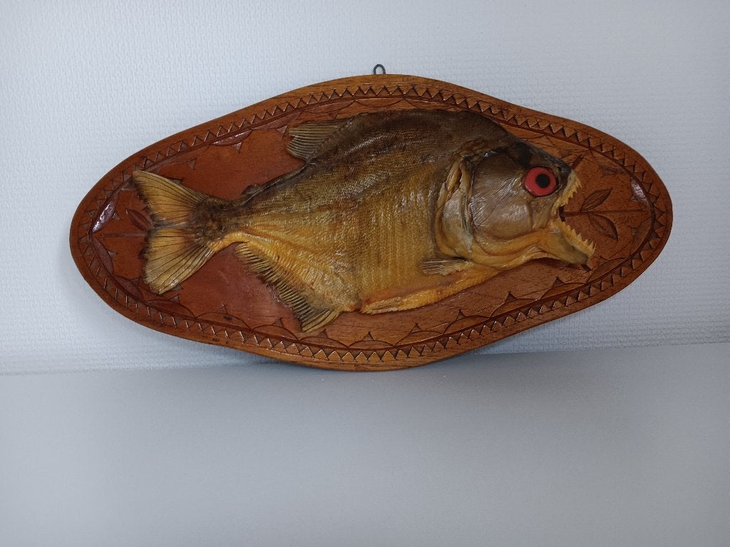 Grote Vintage Piranha op Houten Schild Taxidermie, Ophalen of Verzenden, Gebruikt, Overige soorten, Opgezet dier