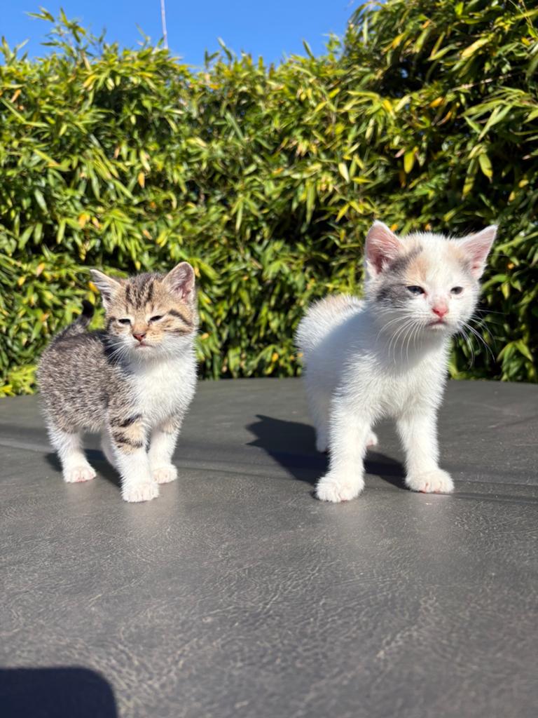 3 lieve kittens, Dieren en Toebehoren, Meerdere dieren, Kortharig, 0 tot 2 jaar