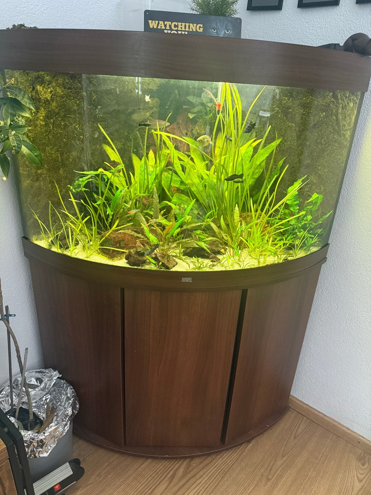 Juwel hoekaquarium 190 liter, Dieren en Toebehoren, Vissen | Aquaria en Toebehoren, Ophalen, Gebruikt, Inclusief vissen, Gevuld zoetwateraquarium