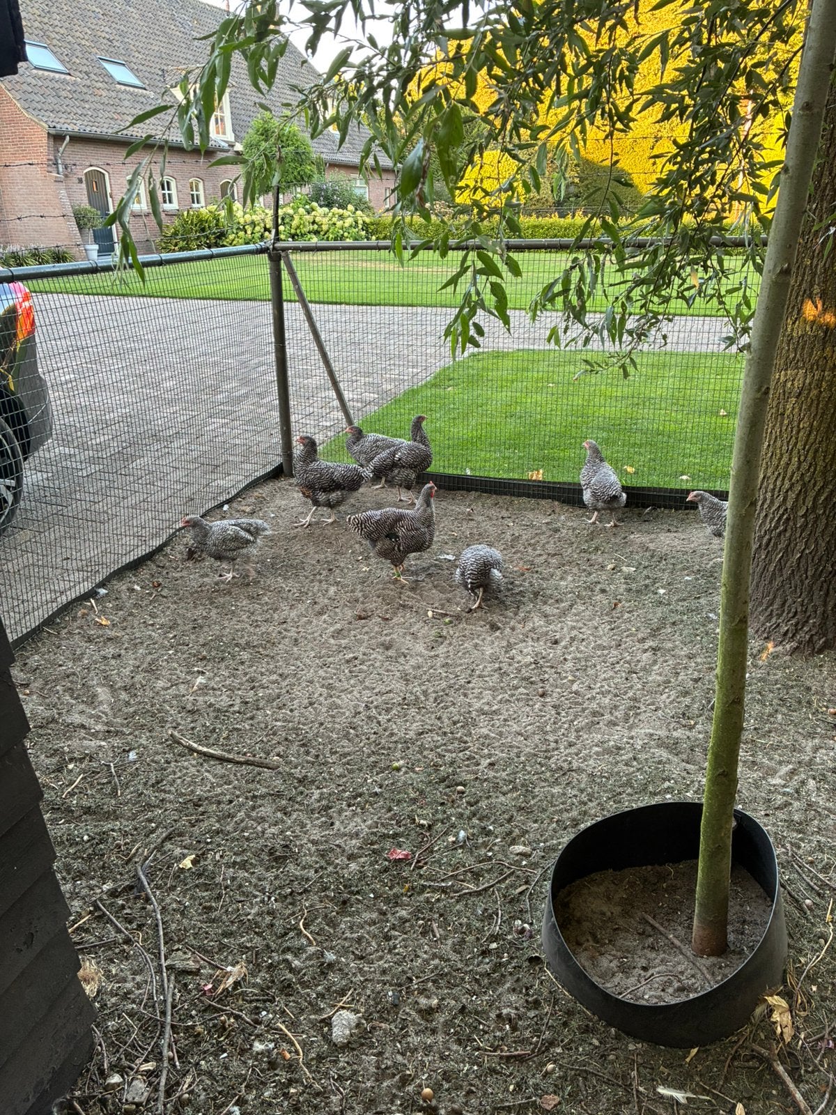 Hollandse blauwe groot ras, Dieren en Toebehoren, Pluimvee, Meerdere dieren, Kip