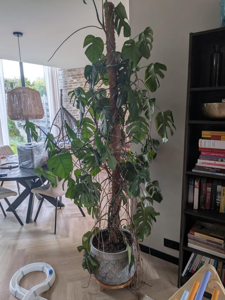 Grote Monstera Deliciosa te koop, Ophalen, 200 cm of meer, Overige soorten, Halfschaduw