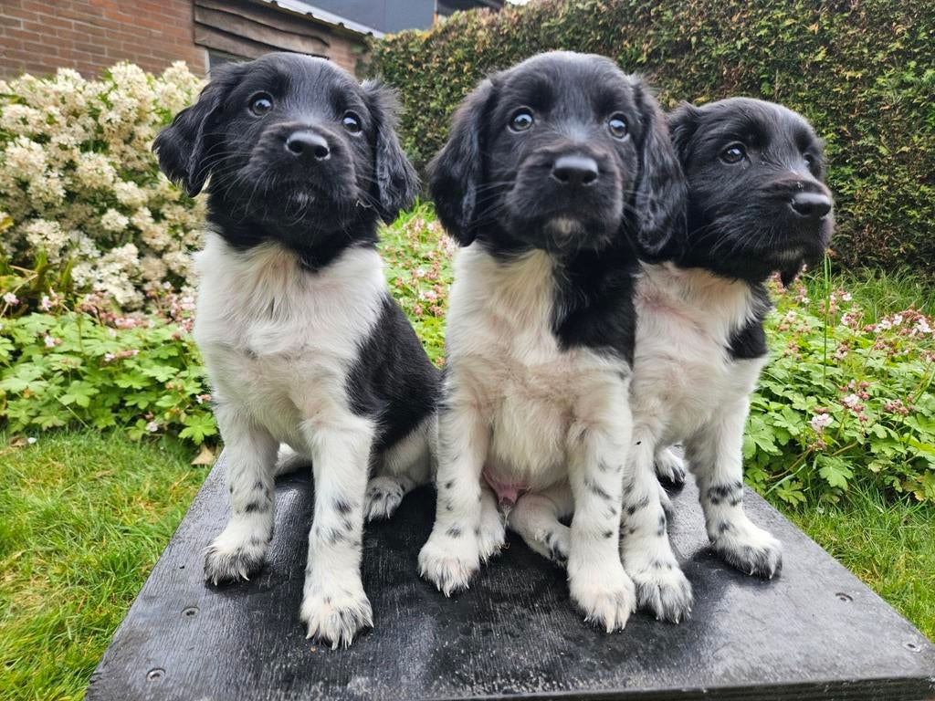 Friese stabij puppy, Parvo, Overige rassen, 8 tot 15 weken, Meerdere