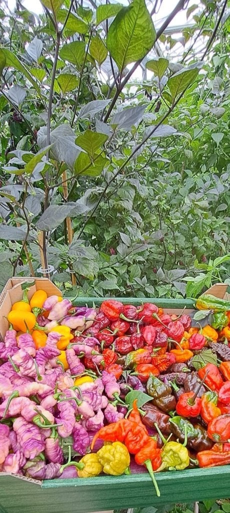 Extreem hete peperzaden (ook mildere soorten beschikbaar), Tuin en Terras, Ophalen of Verzenden, Gehele jaar, Volle zon, Zaad