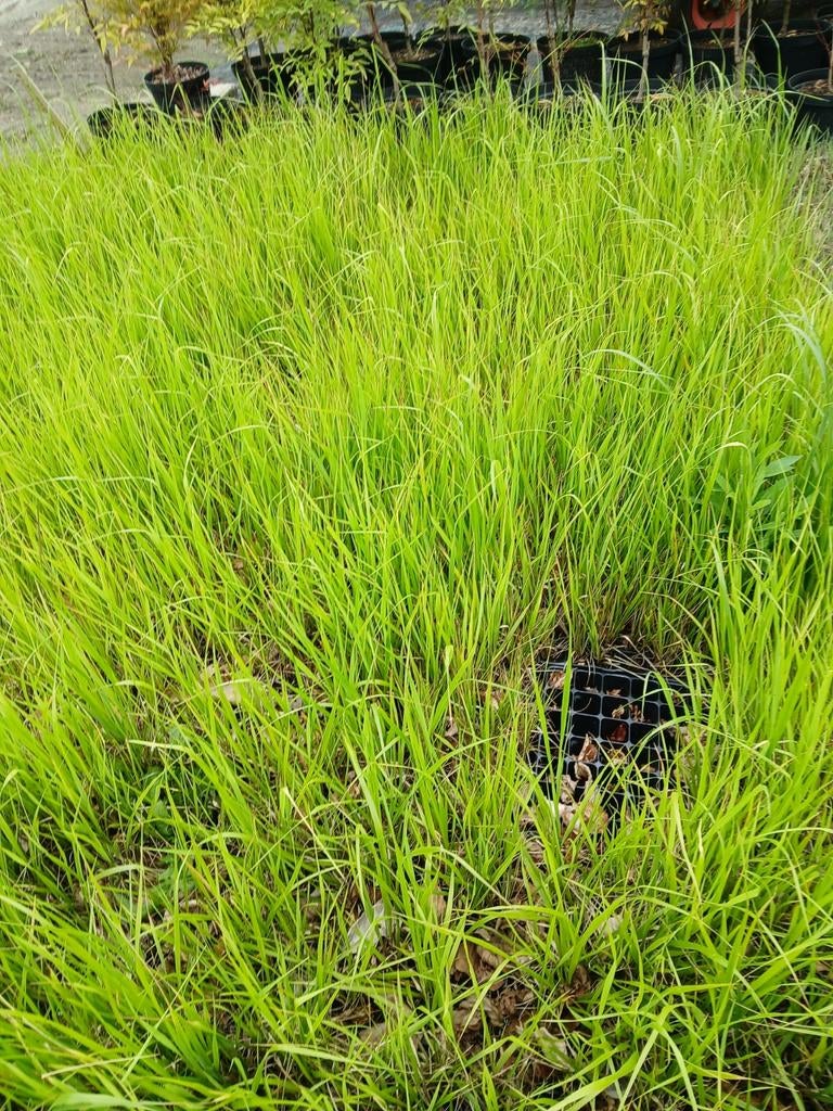 Siergrassen bijna gratisp, Tuin en Terras, Ophalen, Siergrassen, Volle zon