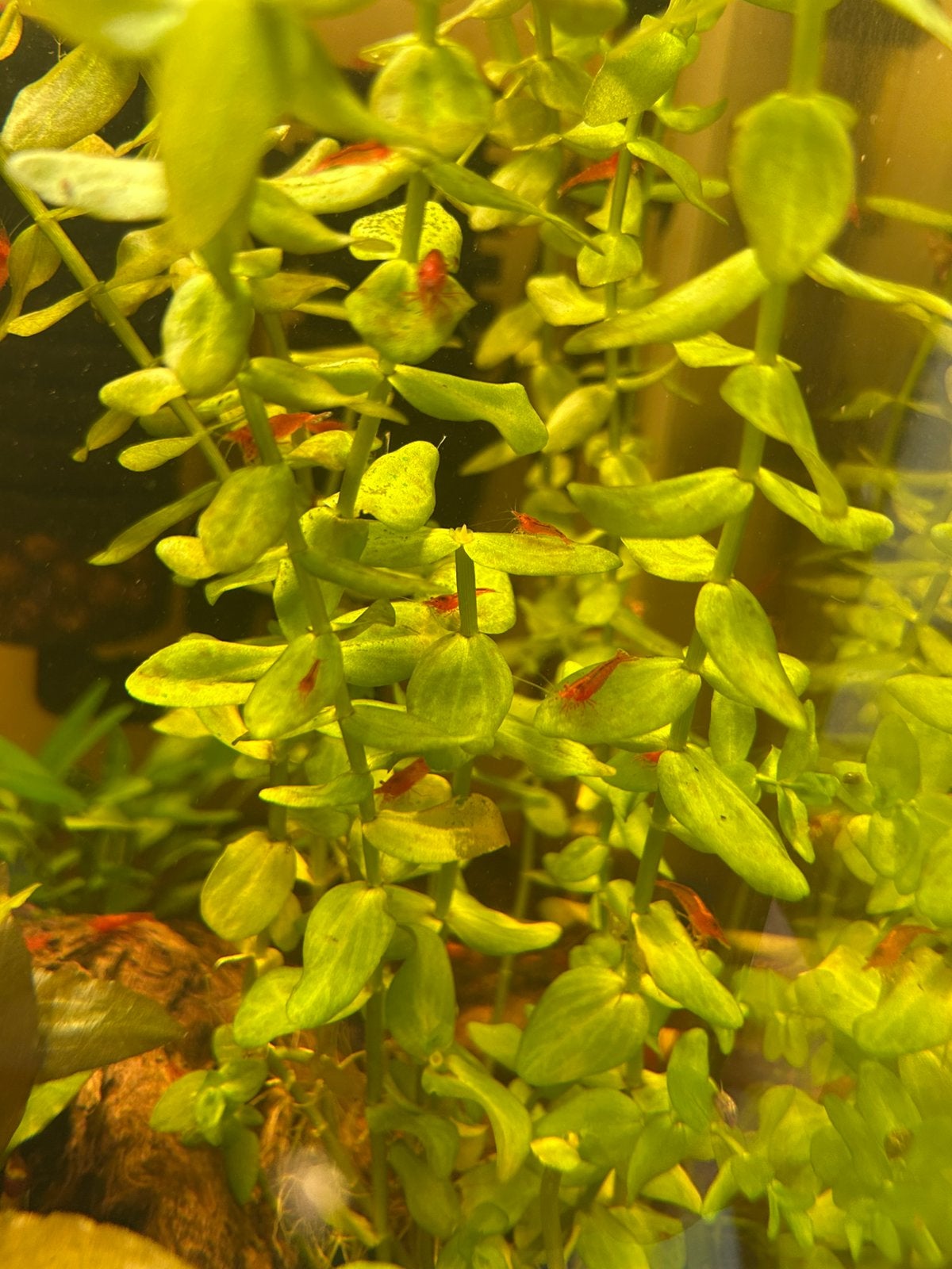 Garnalen, Kreeft, Krab of Garnaal