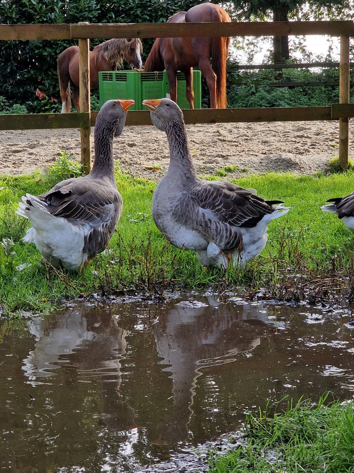 Jonge Toulouse Dewlap ganzen 8 wkn., Meerdere dieren, Gans of Zwaan